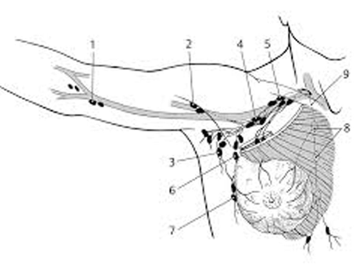 Lenfödem hastalarına uygulanan lenf drenaj masajı